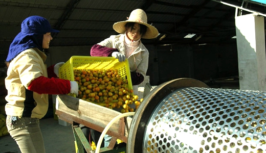 農業(yè)部：政策利好農產品加工業(yè)設施建設及技術水平提高